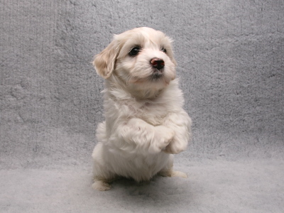 Bichon Havanais hvalp fra Kennel Miki Nanoq